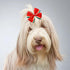 24Pcs/12 4" Summer Pairs Big Dog Hair Bows Fruit for Large Breed Dogs Elastic Hair Bowknot Topknot Girl Female Puppy