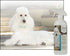 UltraCruz Canine Detangler Spray for Dogs, 32 oz