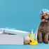 1 Set Set Chicingyou Dog Groomer Gift Box Pet Groomer Appreciation Gift Includes Makeup Bag Keychain Furologist Socks