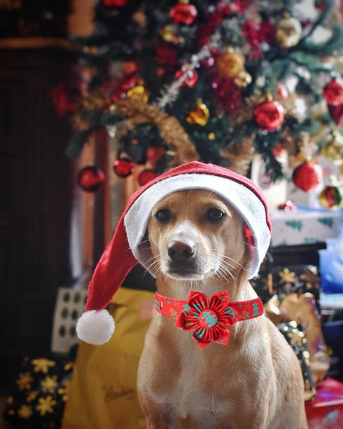 Elegant Little Tail Christmas Dog Collar, Adjustable Flower Collar for Female or Male Small Medium Large Dogs