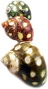 Florida Shells and Gifts Set 12 2"+ (7/8"-1 1/8" of Large Spotted Turbo Shells Seashell Size Opening) Hermit Crab Beach