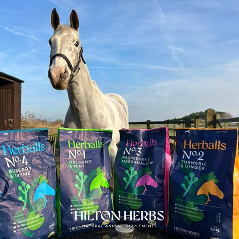 Hilton Herbs 1.1 lb Herballs All Natural Horse Treat with Oregano and Mint