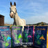 Hilton Herbs 1.1 lb Herballs All Natural Horse Treat with Oregano and Mint