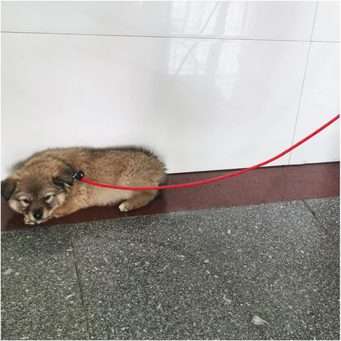 Reflective Long Slip Lead Dog Leash, Anti-Choking Rope Training Leash for Medium Dogs Small Puppy Pets, Available in