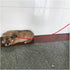 Reflective Long Slip Lead Dog Leash, Anti-Choking Rope Training Leash for Medium Dogs Small Puppy Pets, Available in
