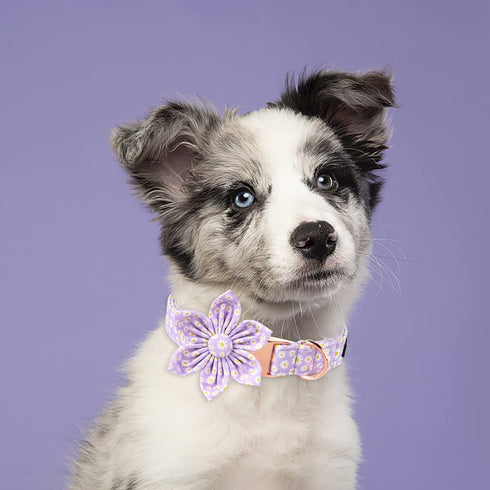Lionet Paws Spring Female Dog Collar, Soft Adjustable Daisy Collar for Large Dogs, Neck 16-24 inches