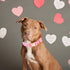 Lionheart glory Valentine's Day Dog Collar, Pink Hearts Adjustable Heavy-Duty Collars for Small Cute Female Pets