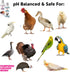 Feather Shampoo for Chickens | Bird Shampoo for Cockatiels, Cockatoo, Parrots: Poultry Conditioner & Baby Chicken