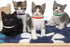 TTSAM 15 Pcs Puppy ID Collars, Double-Sided Soft Adjustable Dog ID Bands in 15 Colors for Puppies, Small Cats, Kittens