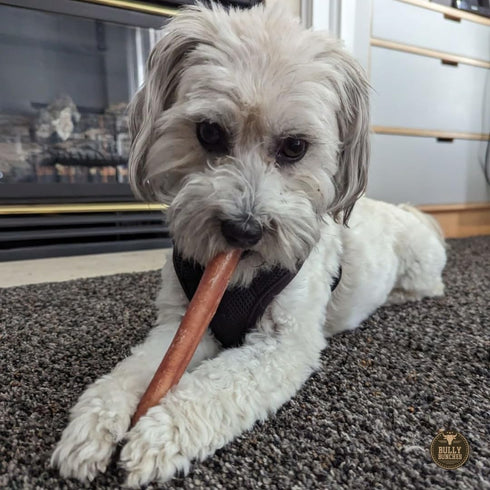 Bully Bunches Premium 6 Inch Thick Odor-Free Bully Sticks for Small & Medium Dogs, Long Lasting Chews for Oral Care, 10