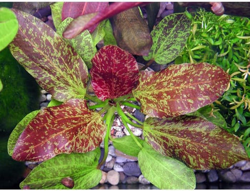 Live Aquarium Plants - Red Flame Sword, Alternanthera Reineckii & Red Tiger Lotus Bundle - Easy Freshwater Plants