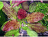 Live Aquarium Plants - Red Flame Sword, Alternanthera Reineckii & Red Tiger Lotus Bundle - Easy Freshwater Plants
