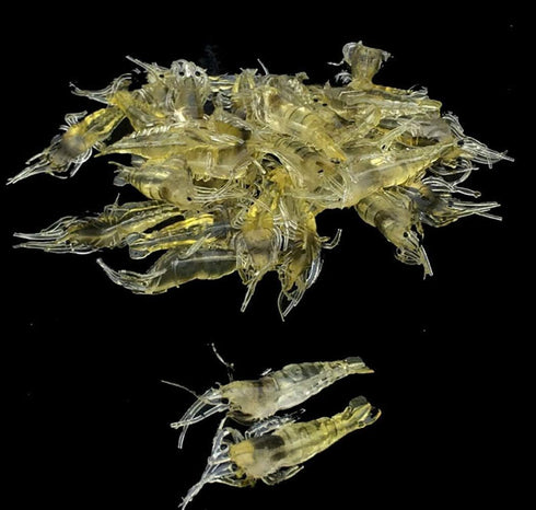 Generic 10 4cm Pcs Simulation Fake Bait Grass Shrimp Lures Soft Shrimp Bait Fishing Gear Professional Design