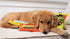 Huxley & Kent Sour Scratch Dog Toy (Large), Power Plush with Squeaker, Funny Cute Dog Toy