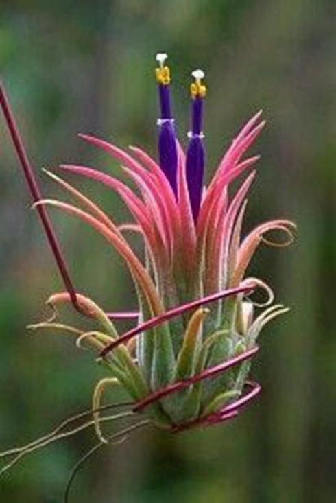 YGNHIJKD Live Air Plants (Tillandsia) - No Soil Needed Indoor House Plants -