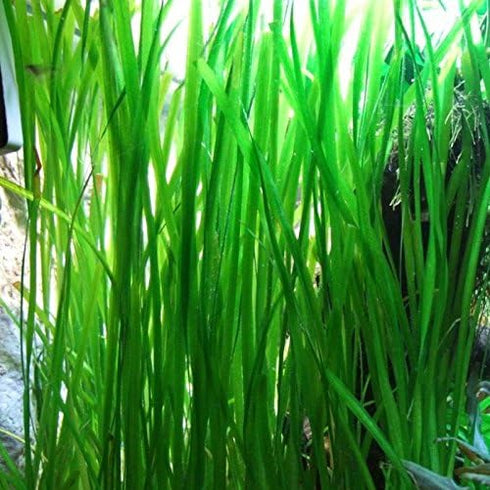 AquaLeaf Aquatics Jungle Vallisneria Rooted Plants 15-20 inches Tall - Easy Background Aquarium Plants