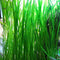 AquaLeaf Aquatics Jungle Vallisneria Rooted Plants 15-20 inches Tall - Easy Background Aquarium Plants