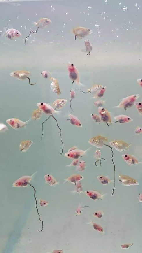 SuperP1 50 95% 24-32 Clione g. (Premium Grade) Artemia Cysts Brine Shrimp Eggs Fish Food Plus Hatch Rate in Hour, Fresh