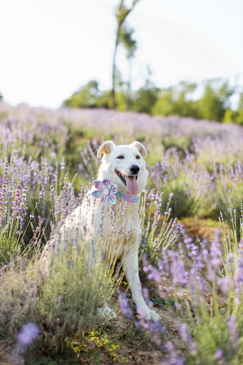 Unique Style Paws Dog Collar with Flower Pattern, Adjustable Durable Collar for Small Medium Large Dogs