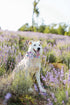 Unique Style Paws Dog Collar with Flower, Adjustable Flower Pattern Collar, Durable for Small Medium Large Dogs