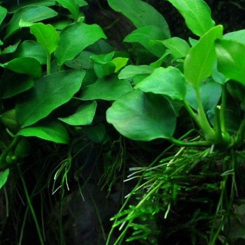 Mainam 30+ Package Set Rosette Stems Starter Beginner Live Aquarium Plants Java Moss, Micro Sword, Amazon Sword