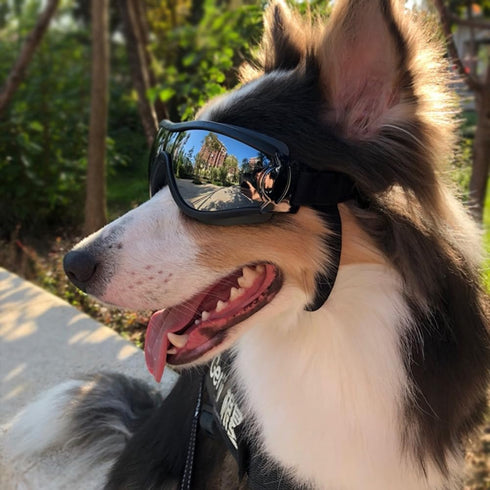 UV Protection Dog Goggles for Medium & Large Dogs - Waterproof Windproof Sunglasses for Long-Snout Breeds Outdoor