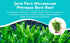 Java Fern Windelov - Live Aquarium Plants for Modern Aquariums, Easy Care for Beginners, Microsorum Pteropus Bare Root