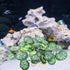 6PCS Betta Silk Plastic Plants - Aquarium Decorations for Fish Tank