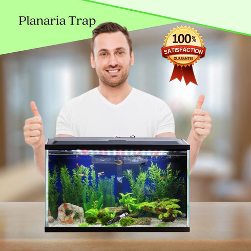 Planaria Trap Crystal Red Shrimp Tank Aquarium Bristle Worm Catcher, Clear Glass Leeches Catching Tube (3 Holes)