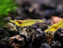 100% (3 Aquatic Arts Lemon Yellow Amano Shrimp Live Freshwater Algae-Eater (Caridina multidentata) | Hardy & Tank-Bred