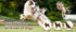 Squeaky Dog Toys, Interactive Durable Rope-Infused Lion Shape Chew Toys for All Dog Sizes
