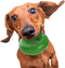 Goughnuts Rubber Dog Chew Toy, Medium 0.75, Green Ring