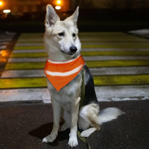 Adjustable High Visibility Dog Scarf - Reflective Towel Bib for Outdoor Adventures