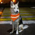 Adjustable High Visibility Dog Scarf - Reflective Towel Bib for Outdoor Adventures