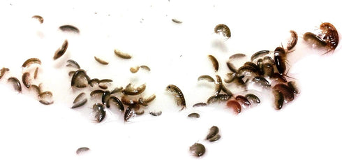 FloridaPets Live Foods 20 50 FloridaPets Live Saltwater Ghost Shrimp and Amphipods Aquarium Fish Food