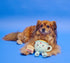 English Teacup Nosework Plush Dog Toy - Rope Legs and Crinkle Sound - UK British Design for Dogs