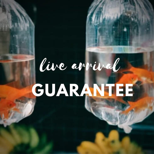 (Packs 8 Orange Rili Shrimp of Shrimp) - Live Fish for Aquarium Exotic Freshwater Live Shrimp
