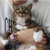 Necoichi Chirimen Hanabi Fireworks Cat Collar (Purple) with Bell, Safety Breakaway for Cats