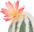 HEEPDD Artificial Cactus Plant, Aquarium Landscaping Decoration for Fish Tank and Reptile Terrarium