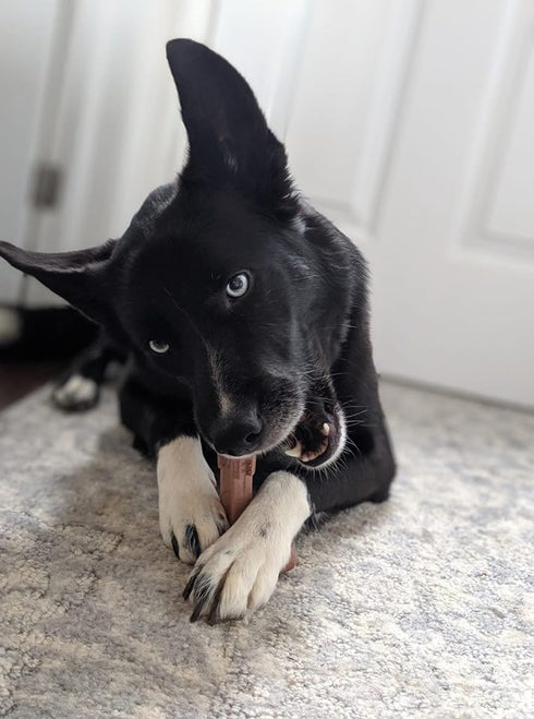 SPOT Bam-Bones Plus T Bone Dog Chew, Bamboo Fiber & Nylon, Durable for Aggressive Chewers, 4in, Beef Flavor