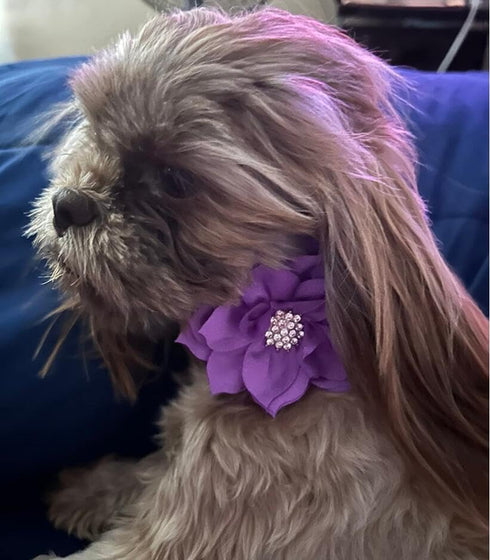 Rhinestone Dog Collar, Cute Dazzling Sparkling Soft Suede Leather Dog Cat Rhinestone Collar Crystal Diamond Pet Dog Puppy Collar (Purple5, XXS), XX-Small