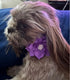 Rhinestone Dog Collar, Cute Dazzling Sparkling Soft Suede Leather Dog Cat Rhinestone Collar Crystal Diamond Pet Dog Puppy Collar (Purple5, XXS), XX-Small