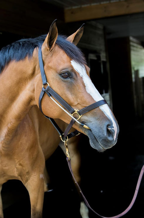 Thinline Busy Buddy - Equestrian Tack Accessories Durable Versatile Easy to Use Universal Horse Calming Pacifier
