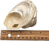 GENERIC 1PC Conch.(3.5Inch ~4inch) Natural Fluorescent Can be Used as Hermit Crab Replacement Shells, Fish Tank