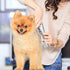 Dream Reach Dog Grooming Scissors - 6.5" Professional Sharp Downward Curved Shears with Ergonomic Handle for Cats and