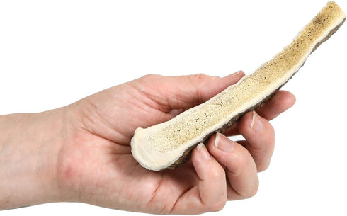 Prairie Dog Antlers - North American Split Moose Antler, Medium, 6-7.5 inches
