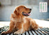 Pet Feeding Reminder for Dogs Cats - Magnetic Sticker 3 Times A Day Indication Chart, Did You Feed Your Pet?