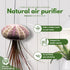 BubbleBlooms Large Hanging Tillandsia Jellyfish Plant