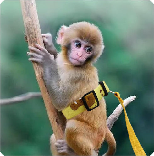 Belly Bands and Matching Leash for Marmoset Monkeys, Adjustable Buckle Waist Circumference Less Than 8 Inches,