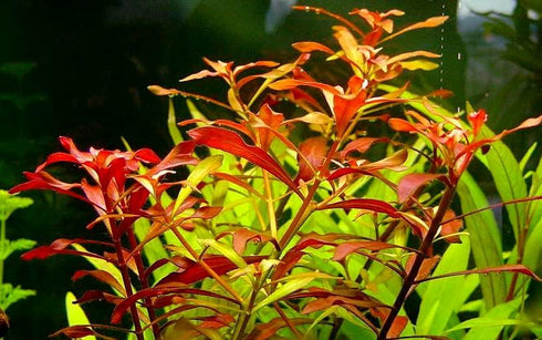 Aquatic Discounts 4 BUY2GET1FREE! Types of Easy/Beginner Live Aquarium Plants - Anubias + Amazon Sword + Ludwigia +
